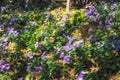 Ezo murasaki asian aster field Royalty Free Stock Photo