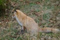 Ezo red fox stalking prey. Royalty Free Stock Photo
