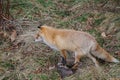 Ezo red fox stalking prey.