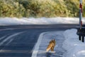 Ezo red fox walking along a roadside Royalty Free Stock Photo