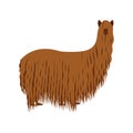 Funny suri alpaca, a long haired breed of alpaca isolated on white background. Cartoon llama animal in hand drawn style. Royalty Free Stock Photo