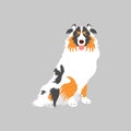 Australian Shepherd or Aussie dog sitting isolated on gray background. Cartoon dog puppy icon vector. Hand drawn childish