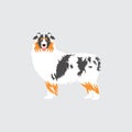 Australian Shepherd or Aussie dog isolated on gray background. Cartoon dog puppy icon vector. Hand drawn childish vector