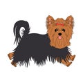 Happy Yorkshire terrier isolated on white background. Cartoon yorkie dog puppy icon vector.