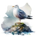 Sea bird, seagull standing on stones, watercolor