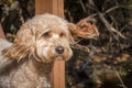 Mini Golden doodle runs with fluttering ears