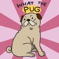 What the pug , cute fat pug cartoon illustration