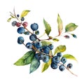 twig with blueberries with leaves, watercolor illustration,