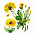 Watercolor Yellow Dandelion Flowers Collection Clipart for Your Seasonal Designs AI Generated
