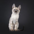 F6 mink Savannah cat on black background