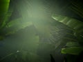 F nice mist green tropical jungle Royalty Free Stock Photo