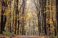 orest path, surrounded by broad leaved trees in their yellow fall autumn colors, in the Fruska Gora Woods, a park in Voivodina