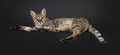 F5 Savannah cat on black background