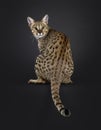 F5 Savannah cat on black background