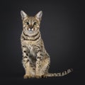 F5 Savannah cat on black background