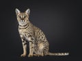 F5 Savannah cat on black background