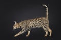 F5 Savannah cat on black background