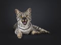 F4 Savannah cat on black background