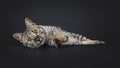 F4 Savannah cat on black background