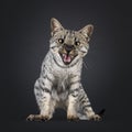 F4 Savannah cat on black background