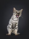 F4 Savannah cat on black background