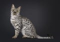 F4 Savannah cat on black background