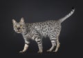 F4 Savannah cat on black background