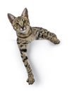 F6 Savannah cat on white background