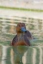 Fulvous whistling duck or fulvous tree duck Dendrocygna bicolor swimming in a pond close up