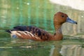 F ulvous whistling duck or fulvous tree duck Dendrocygna bicolor swimming in a pond close up