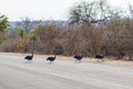 Fab Four Helmeted Guineafowl