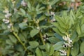 Faba bean plant in bloom Royalty Free Stock Photo