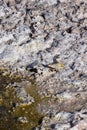 A Fabian lizard at Chaxa Lagoon, a salt water lake