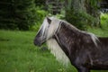 Fabio with the long mane and tail of Grayson Highlands grazes. Royalty Free Stock Photo