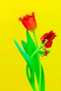 Fabio tulips, red petals tipped with fringed edges on bright yellow background Royalty Free Stock Photo