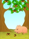 Fable pig under the oak