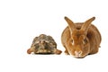 Tortoise and the Hare Royalty Free Stock Photo