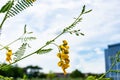 Faboideae flowers with beautiful sky