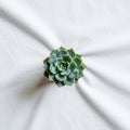 Fabric drapes softly around the plant, creating a simple yet elegant Royalty Free Stock Photo