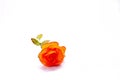 Fabric Orange Rose Detail Royalty Free Stock Photo