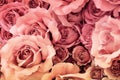 Fabric rose flower with retro filter effect