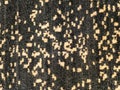 Fabric texture of leopard flowers with place for text Royalty Free Stock Photo