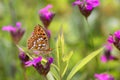 Fabriciana adippe - the high brown fritillary on Carthusian pink - Dianthus carthusianorum