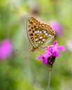 Fabriciana adippe - the high brown fritillary on Carthusian pink - Dianthus carthusianorum