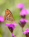 Fabriciana adippe - the high brown fritillary on Carthusian pink - Dianthus carthusianorum