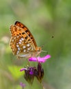 Fabriciana adippe - the high brown fritillary on Carthusian pink - Dianthus carthusianorum