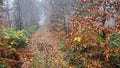 Fabulous autumn forest in the mountains of the Ukrainian Carpathians