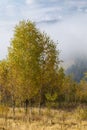 Fabulous autumn nature with yellow birches in the foreground. Autumn in the Carpathian mountains with fog and golden trees. Beauty Royalty Free Stock Photo