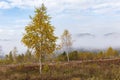 Fabulous autumn nature with yellow birches in the foreground. Autumn in the Carpathian mountains with fog and golden trees. Beauty Royalty Free Stock Photo