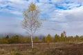 Fabulous autumn nature with yellow birches in the foreground. Autumn in the Carpathian mountains with fog and golden trees. Beauty Royalty Free Stock Photo